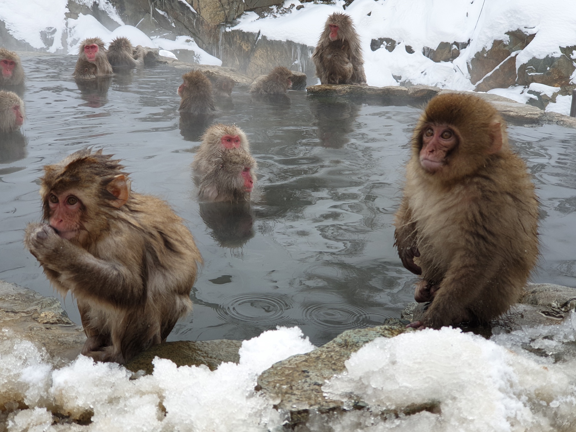 Visit Jigokudani Travel Eat Pray Love Snow Monkey Japan