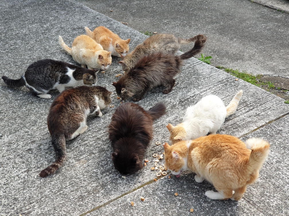 Everything you've always wanted to know about “cat island” Aoshima (2023  update) - Traveling Cats